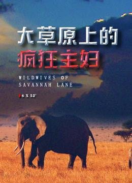 假发电影百度网盘下载安装