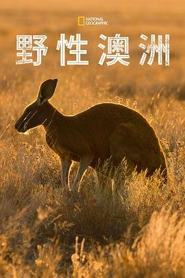 藏锋于市为子出鞘电视剧