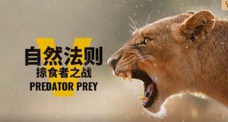 想明白了再结婚完整版视频