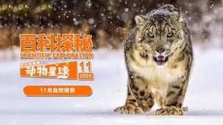 季雨倾城电视剧在线观看8集免费