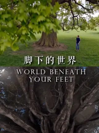 鲸落音乐盒