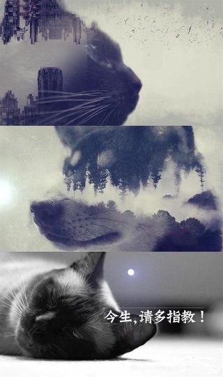 电影《血战丛林》 下载观看视频免费