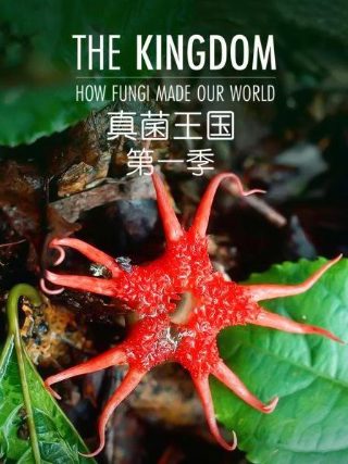 丧尸电影王国介绍