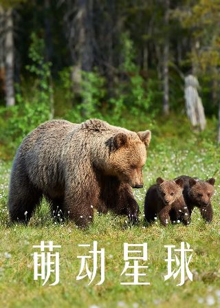 巨蝇象