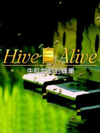 丽人保镖电视剧在线观看完整版高清免费