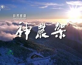 南少林荡倭英豪大结局视频