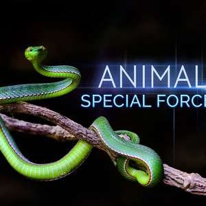 玉米地的野草图片大全