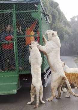背叛电视连续剧一共几集