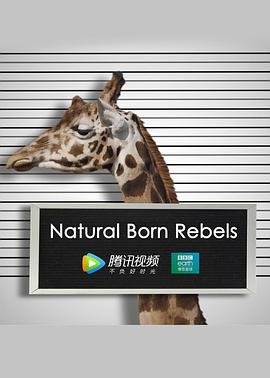 流星之绊 百度网盘下载