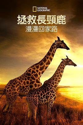 大厨电视剧免费在线观看98