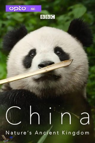 莲花楼全集在线播放免费