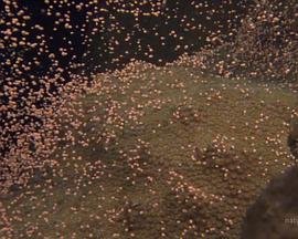 《上门女婿》电视剧结局如何了呢视频在线观看