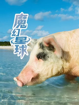东方秃鹰电视剧全集在线观看高清