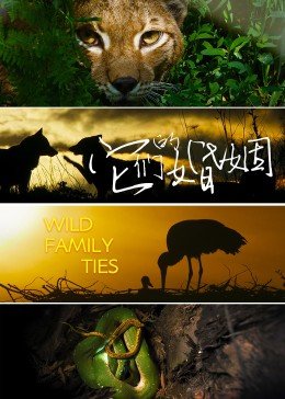 王宝强棋士全集在线观看高清