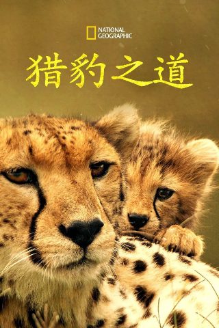 神枪第32集在线观看